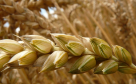 Власти Самарской области сообщили о влиянии санкций на урожай