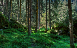 ВТБ сохранил 100 га леса с помощью безбумажных технологий