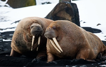 «Роснефть» приступила к масштабным исследованиям животных в Арктике