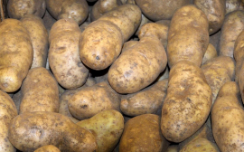 Самарская область из-за санкций страдает от дефицита своей картошки