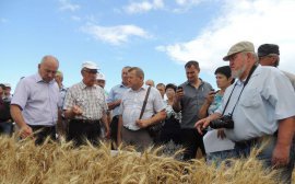 Аграрии Самарской области обмолотили 91% посевных площадей