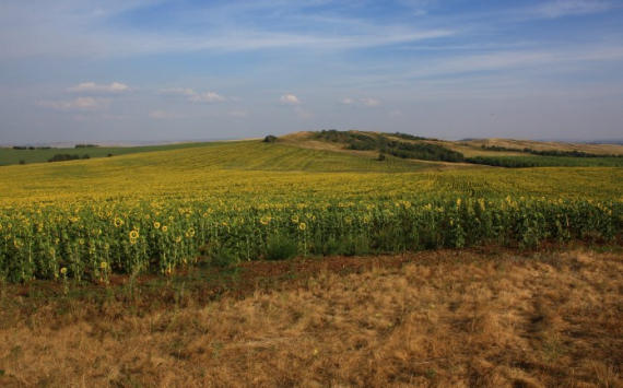 В Самарской области на страхование посевов направят 150 млн рублей