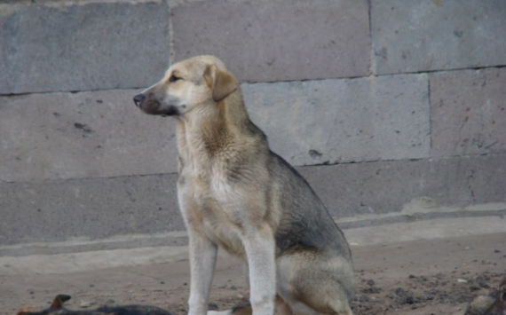 В Самарской области вырос норматив на отлов бродячих псов
