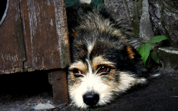 Азаров запретил отстрел бродячих собак в Самарской области
