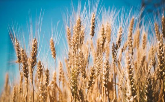 В Самарской области искусственный интеллект будет выращивать пшеницу и другие культуры