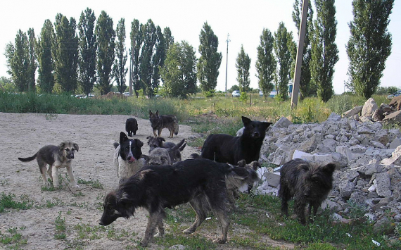 В Самарской области дали разрешение на вынужденное усыпление животных