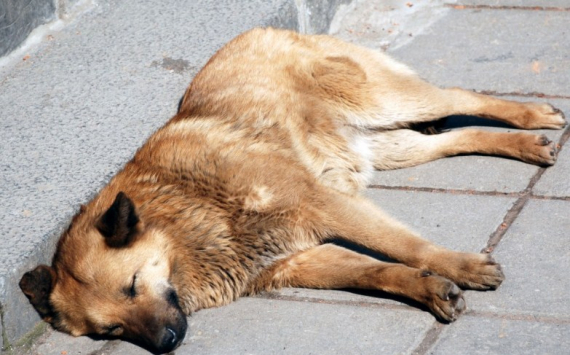 В Самаре на отлов безнадзорных животных направят 11,5 млн рублей