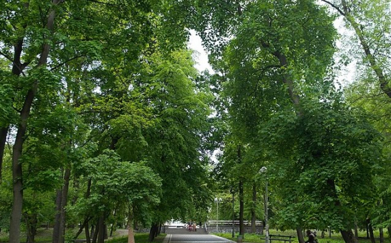 В Самаре за 40,7 млн рублей разработают проект реконструкции Загородного парка