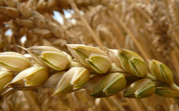 Власти Самарской области сообщили о влиянии санкций на урожай