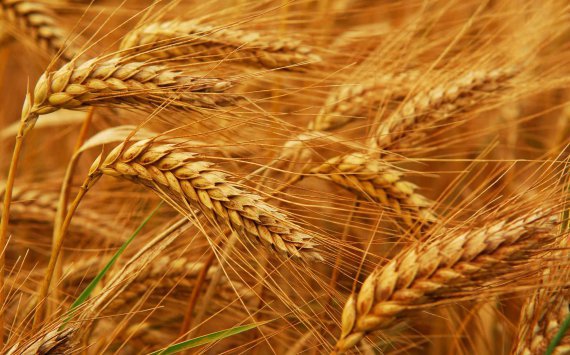 В Самарской области обещают рекордный урожай зерновых