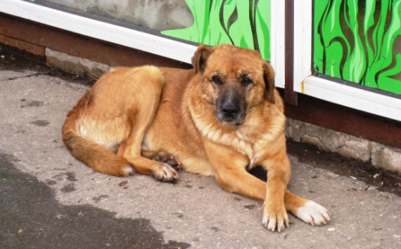 В Сызрани на отлов кошек и собак потратят 1,5 млн рублей